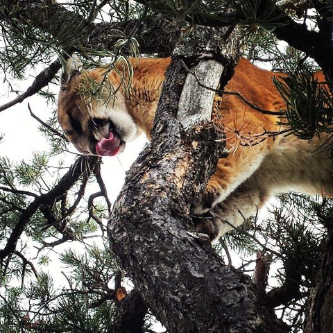 Mountain Lion Hunt in New Mexico